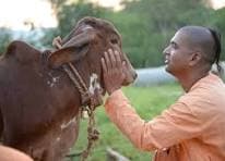 COW PROTECTION